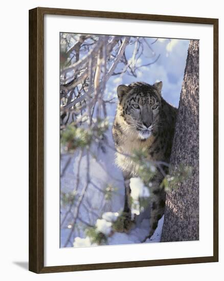 Snow Leopard Sitting under Tree-DLILLC-Framed Photographic Print
