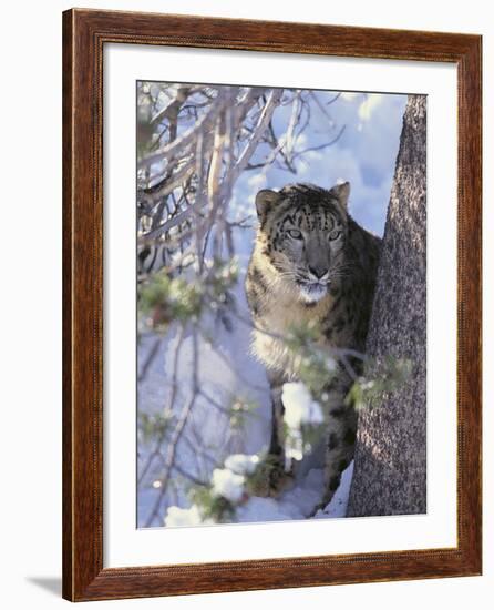 Snow Leopard Sitting under Tree-DLILLC-Framed Photographic Print