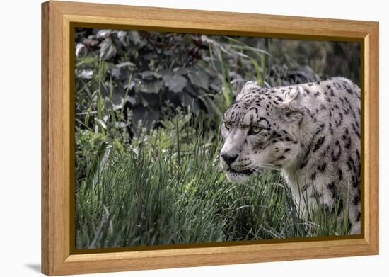 Snow Leopard Staring and Waiting in the Central Park Zoo in NYC-null-Framed Stretched Canvas