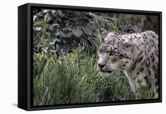 Snow Leopard Staring and Waiting in the Central Park Zoo in NYC-null-Framed Stretched Canvas