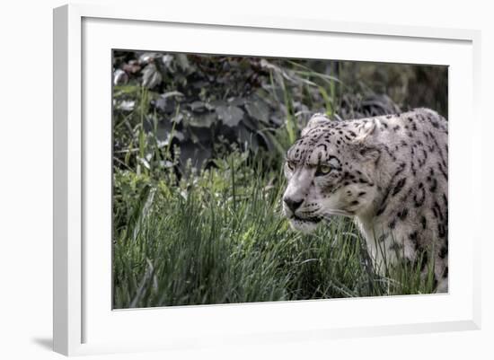 Snow Leopard Staring and Waiting in the Central Park Zoo in NYC-null-Framed Photo