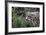 Snow Leopard Staring and Waiting in the Central Park Zoo in NYC-null-Framed Photo