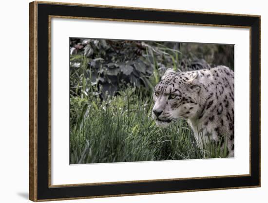 Snow Leopard Staring and Waiting in the Central Park Zoo in NYC-null-Framed Photo