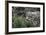 Snow Leopard Staring and Waiting in the Central Park Zoo in NYC-null-Framed Photo