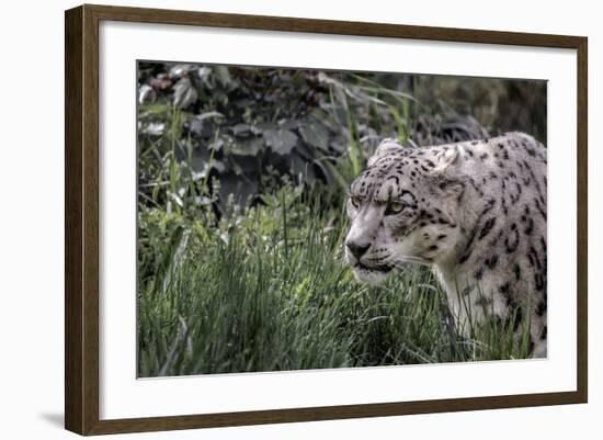 Snow Leopard Staring and Waiting in the Central Park Zoo in NYC-null-Framed Photo