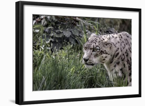 Snow Leopard Staring and Waiting in the Central Park Zoo in NYC-null-Framed Photo