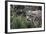 Snow Leopard Staring and Waiting in the Central Park Zoo in NYC-null-Framed Photo