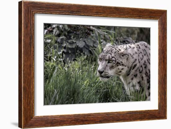 Snow Leopard Staring and Waiting in the Central Park Zoo in NYC-null-Framed Photo