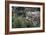 Snow Leopard Staring and Waiting in the Central Park Zoo in NYC-null-Framed Photo