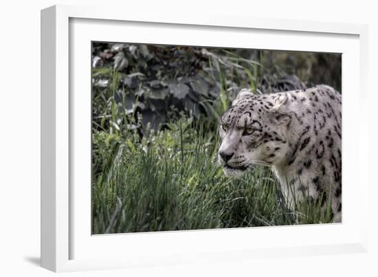 Snow Leopard Staring and Waiting in the Central Park Zoo in NYC-null-Framed Photo