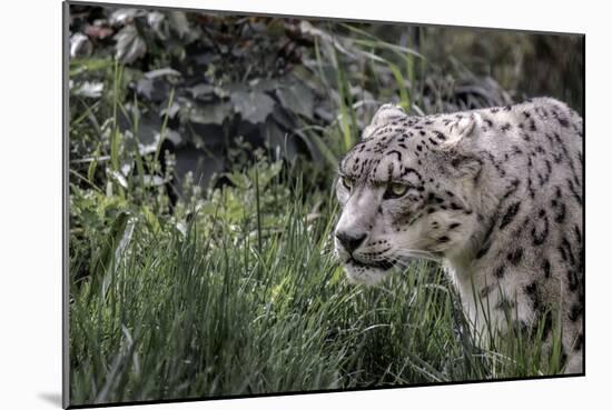 Snow Leopard Staring and Waiting in the Central Park Zoo in NYC-null-Mounted Photo
