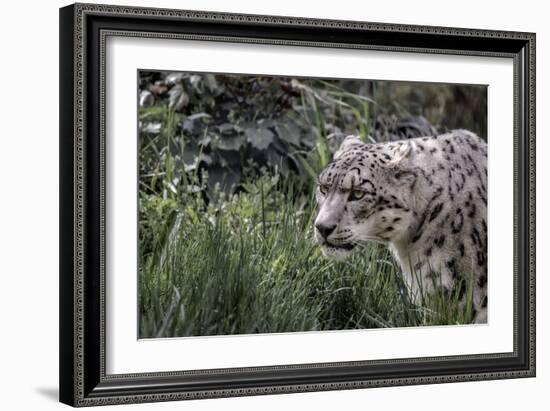 Snow Leopard Staring and Waiting in the Central Park Zoo in NYC-null-Framed Photo