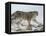 Snow Leopard (Uncia Uncia), in Captivity, Near Bozeman, Montana, USA-James Hager-Framed Premier Image Canvas