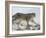 Snow Leopard (Uncia Uncia), in Captivity, Near Bozeman, Montana, USA-James Hager-Framed Photographic Print