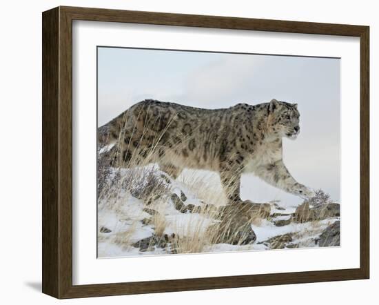 Snow Leopard (Uncia Uncia), in Captivity, Near Bozeman, Montana, USA-James Hager-Framed Photographic Print
