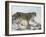 Snow Leopard (Uncia Uncia), in Captivity, Near Bozeman, Montana, USA-James Hager-Framed Photographic Print