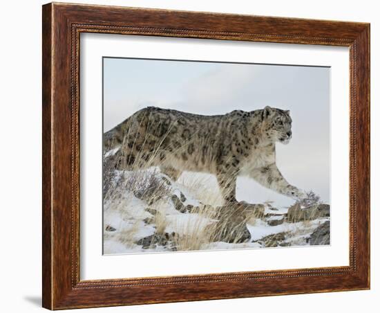 Snow Leopard (Uncia Uncia), in Captivity, Near Bozeman, Montana, USA-James Hager-Framed Photographic Print