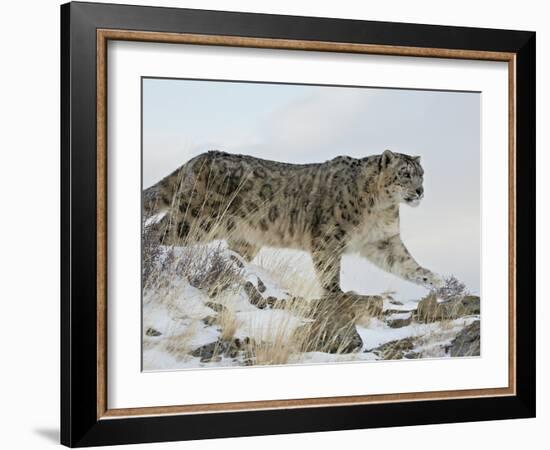 Snow Leopard (Uncia Uncia), in Captivity, Near Bozeman, Montana, USA-James Hager-Framed Photographic Print