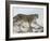 Snow Leopard (Uncia Uncia), in Captivity, Near Bozeman, Montana, USA-James Hager-Framed Photographic Print