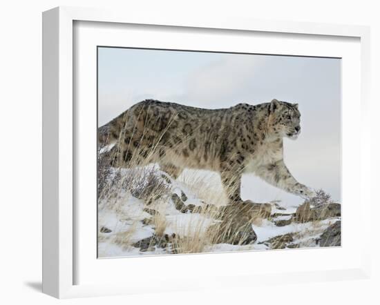 Snow Leopard (Uncia Uncia), in Captivity, Near Bozeman, Montana, USA-James Hager-Framed Photographic Print