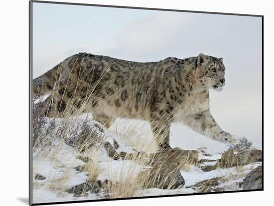 Snow Leopard (Uncia Uncia), in Captivity, Near Bozeman, Montana, USA-James Hager-Mounted Photographic Print