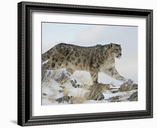 Snow Leopard (Uncia Uncia), in Captivity, Near Bozeman, Montana, USA-James Hager-Framed Photographic Print