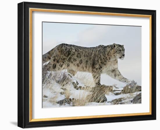 Snow Leopard (Uncia Uncia), in Captivity, Near Bozeman, Montana, USA-James Hager-Framed Photographic Print