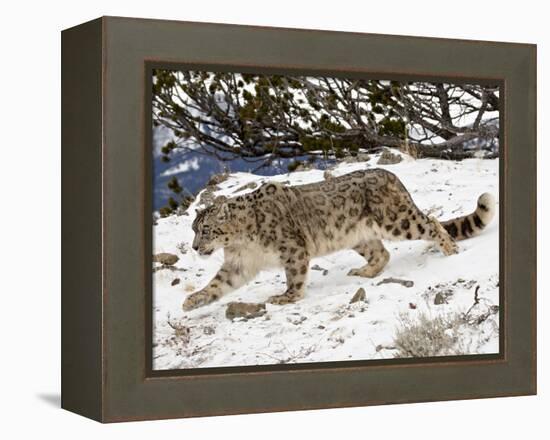 Snow Leopard (Uncia Uncia) in the Snow, in Captivity, Near Bozeman, Montana, USA-James Hager-Framed Premier Image Canvas