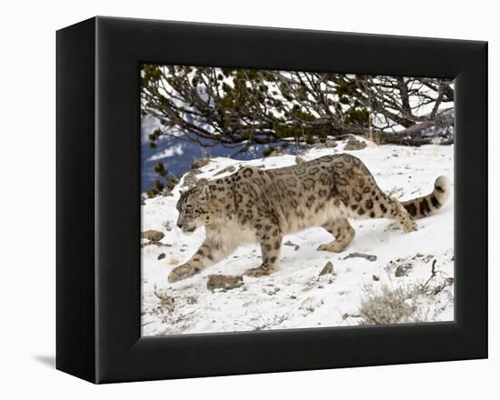 Snow Leopard (Uncia Uncia) in the Snow, in Captivity, Near Bozeman, Montana, USA-James Hager-Framed Premier Image Canvas