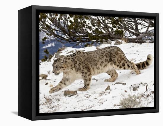 Snow Leopard (Uncia Uncia) in the Snow, in Captivity, Near Bozeman, Montana, USA-James Hager-Framed Premier Image Canvas