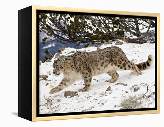 Snow Leopard (Uncia Uncia) in the Snow, in Captivity, Near Bozeman, Montana, USA-James Hager-Framed Premier Image Canvas