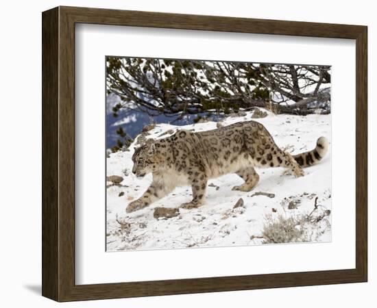 Snow Leopard (Uncia Uncia) in the Snow, in Captivity, Near Bozeman, Montana, USA-James Hager-Framed Photographic Print