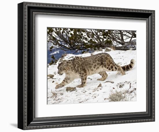 Snow Leopard (Uncia Uncia) in the Snow, in Captivity, Near Bozeman, Montana, USA-James Hager-Framed Photographic Print