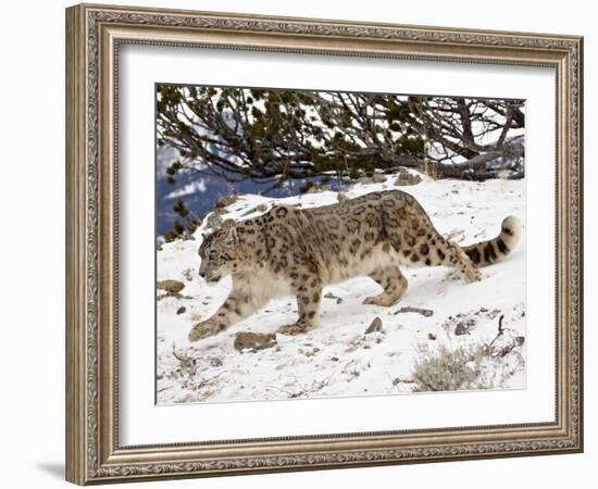 Snow Leopard (Uncia Uncia) in the Snow, in Captivity, Near Bozeman, Montana, USA-James Hager-Framed Photographic Print