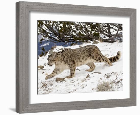 Snow Leopard (Uncia Uncia) in the Snow, in Captivity, Near Bozeman, Montana, USA-James Hager-Framed Photographic Print