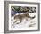 Snow Leopard (Uncia Uncia) in the Snow, in Captivity, Near Bozeman, Montana, USA-James Hager-Framed Photographic Print