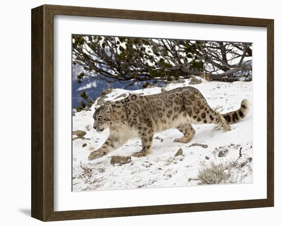 Snow Leopard (Uncia Uncia) in the Snow, in Captivity, Near Bozeman, Montana, USA-James Hager-Framed Photographic Print