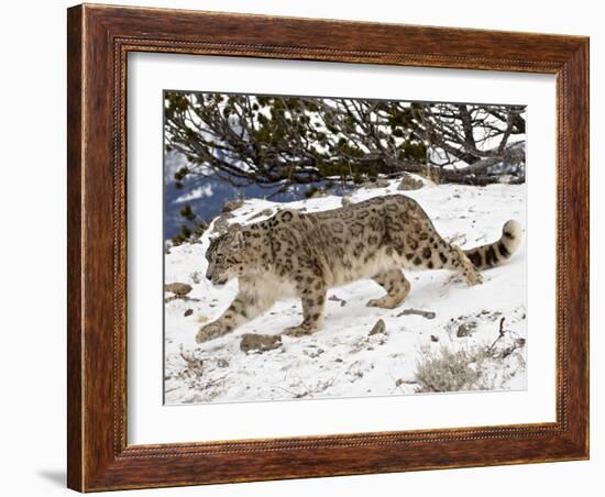 Snow Leopard (Uncia Uncia) in the Snow, in Captivity, Near Bozeman, Montana, USA-James Hager-Framed Photographic Print