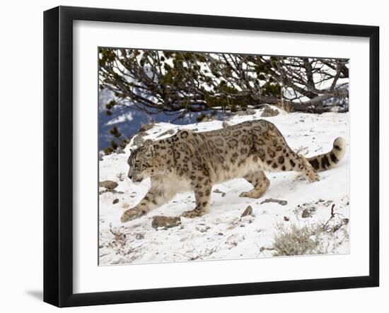 Snow Leopard (Uncia Uncia) in the Snow, in Captivity, Near Bozeman, Montana, USA-James Hager-Framed Photographic Print