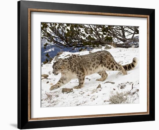 Snow Leopard (Uncia Uncia) in the Snow, in Captivity, Near Bozeman, Montana, USA-James Hager-Framed Photographic Print