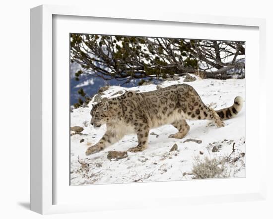 Snow Leopard (Uncia Uncia) in the Snow, in Captivity, Near Bozeman, Montana, USA-James Hager-Framed Photographic Print