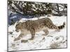 Snow Leopard (Uncia Uncia) in the Snow, in Captivity, Near Bozeman, Montana, USA-James Hager-Mounted Photographic Print