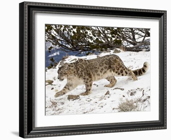 Snow Leopard (Uncia Uncia) in the Snow, in Captivity, Near Bozeman, Montana, USA-James Hager-Framed Photographic Print