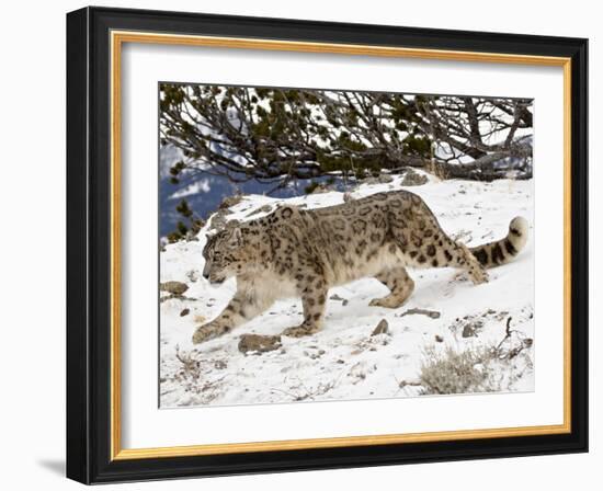 Snow Leopard (Uncia Uncia) in the Snow, in Captivity, Near Bozeman, Montana, USA-James Hager-Framed Photographic Print