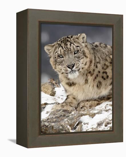 Snow Leopard (Uncia Uncia) in the Snow, in Captivity, Near Bozeman, Montana, USA-null-Framed Premier Image Canvas