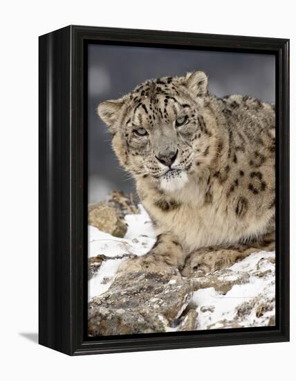 Snow Leopard (Uncia Uncia) in the Snow, in Captivity, Near Bozeman, Montana, USA-null-Framed Premier Image Canvas