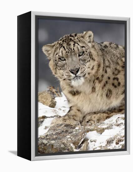 Snow Leopard (Uncia Uncia) in the Snow, in Captivity, Near Bozeman, Montana, USA-null-Framed Premier Image Canvas