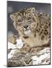 Snow Leopard (Uncia Uncia) in the Snow, in Captivity, Near Bozeman, Montana, USA-null-Mounted Photographic Print