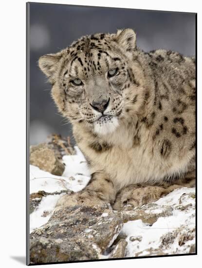 Snow Leopard (Uncia Uncia) in the Snow, in Captivity, Near Bozeman, Montana, USA-null-Mounted Photographic Print