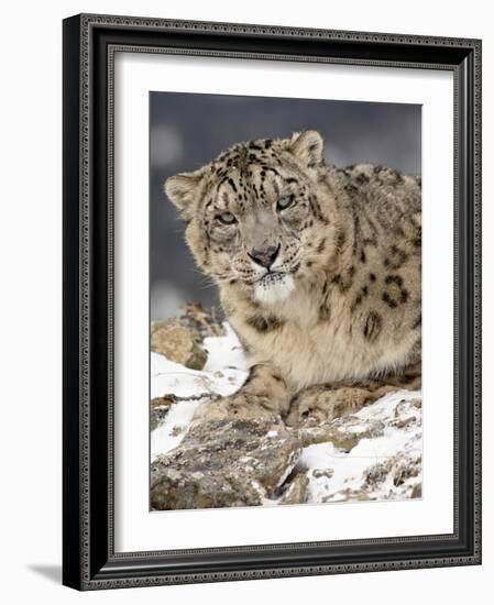 Snow Leopard (Uncia Uncia) in the Snow, in Captivity, Near Bozeman, Montana, USA-null-Framed Photographic Print